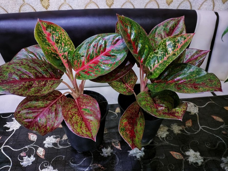 Растения. Доставка...