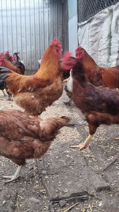 Cocoși de rasă/îmi sati mesaj pe whatsapp