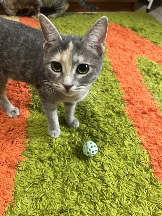 Готовые пушистики ищут дом