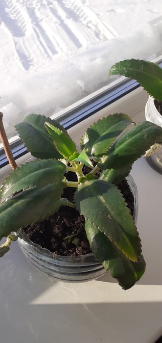 Продам каланхоэ лечебный