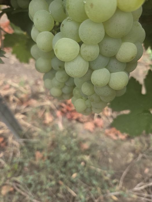 Vand struguri de vin
