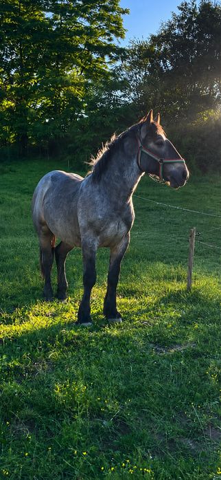Vănd/Schimb mănz percheron