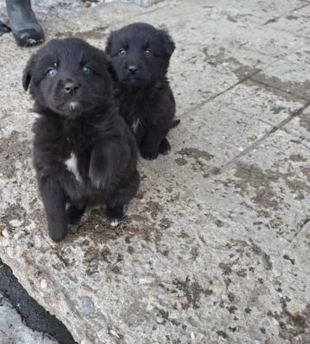 СРОЧНО ищут дом щенки мальчик и девочка