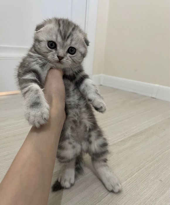 Шотландские вислоушки Астана!