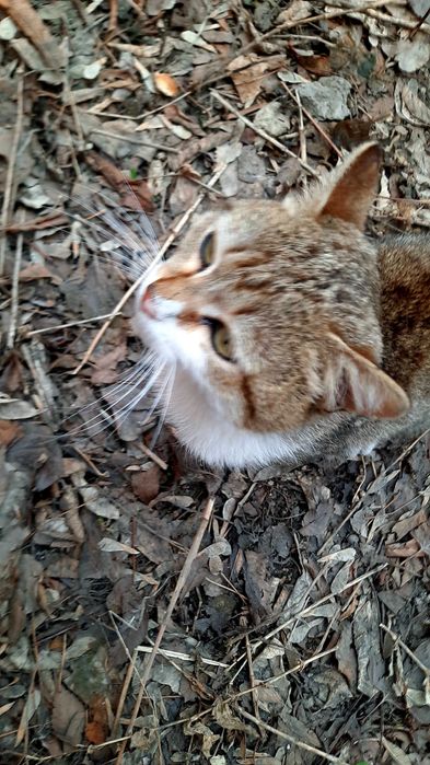 Котик приносящий счастье