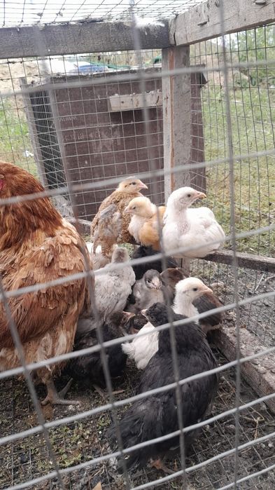 Продам Цыплять в Ахмерова