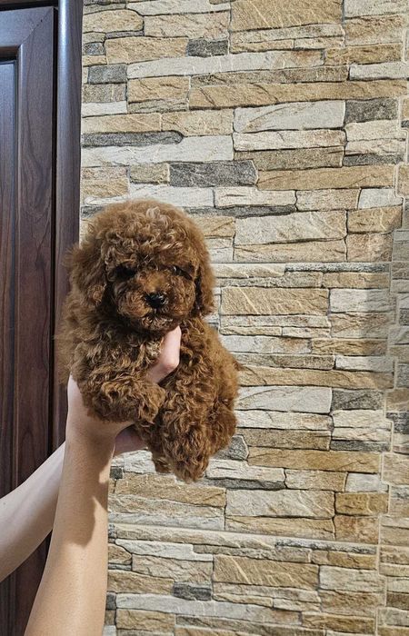 той пудел/toy poodle/пудели
