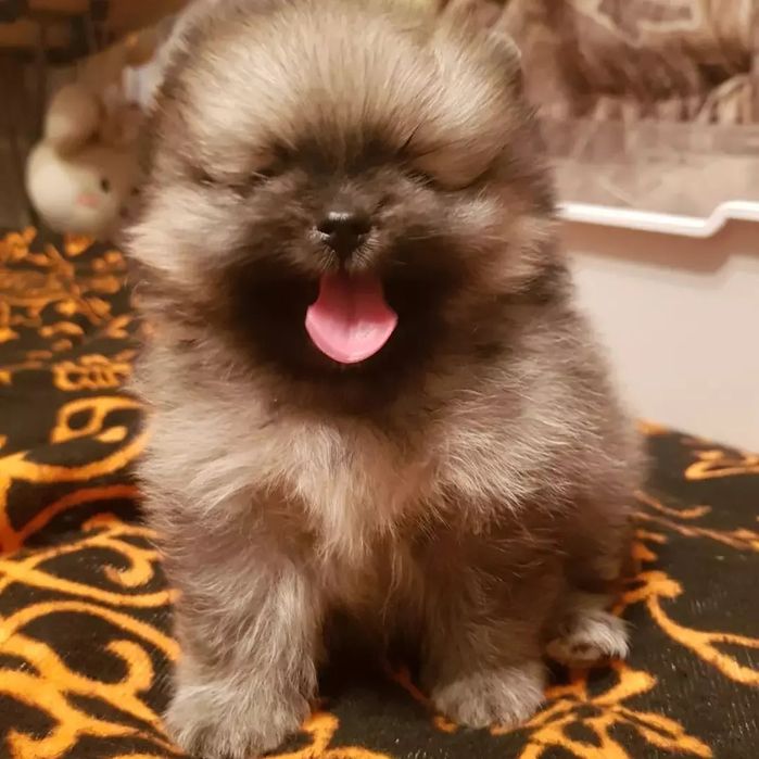 Предлагаю к бронированию девушек помираночек