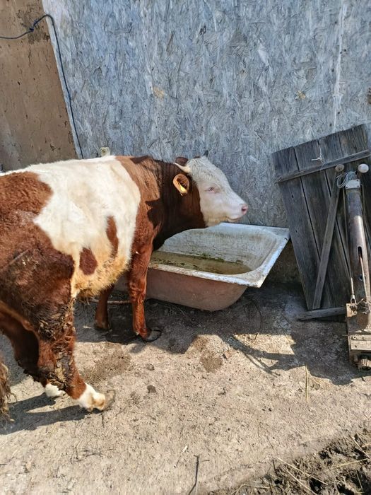 Продам бычков ,годовалые.