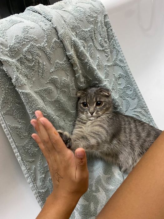 Ищет новый дом наша красавица