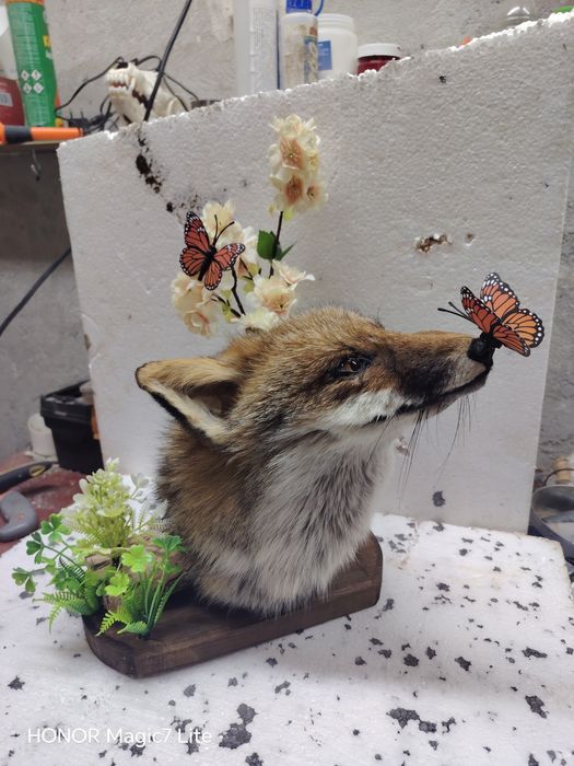 Препарирана лисица