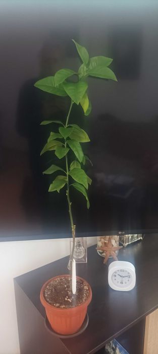 Цитрусови растения