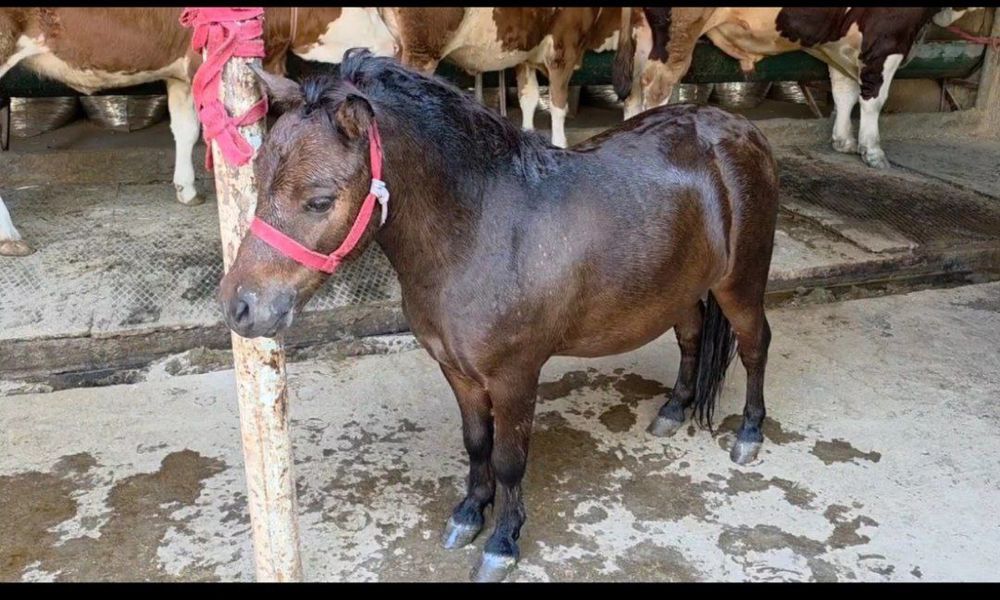 Poni srochna sotilad