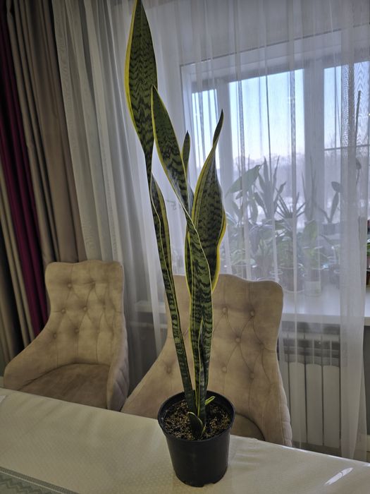 Продам  сансивьера лауренти 3500