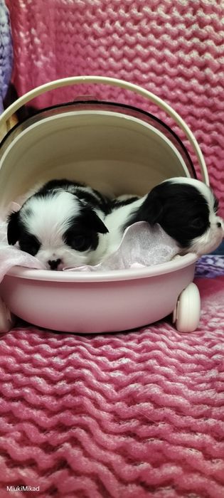 Девочки японского хина.