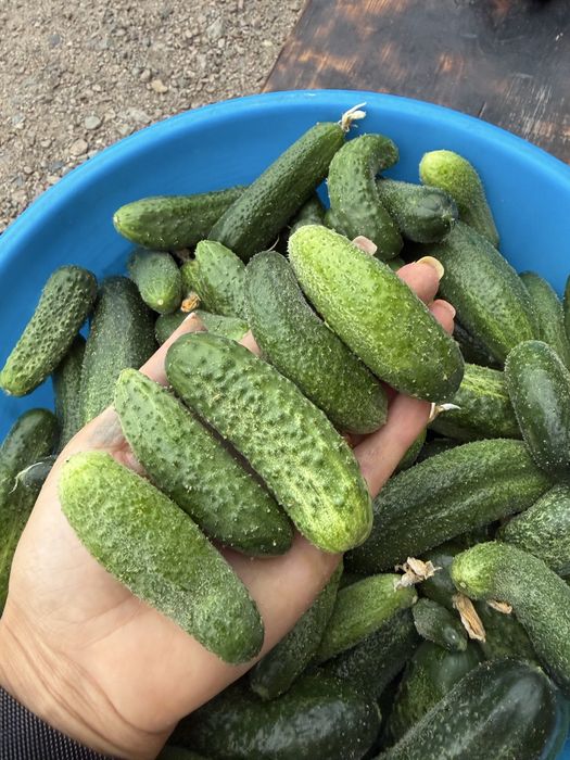 Продам домашние огурцы