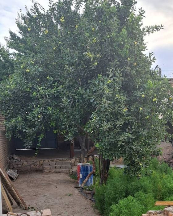 Котежд сотилади,тез ва арзон. Когон шахрида.  Марказида.