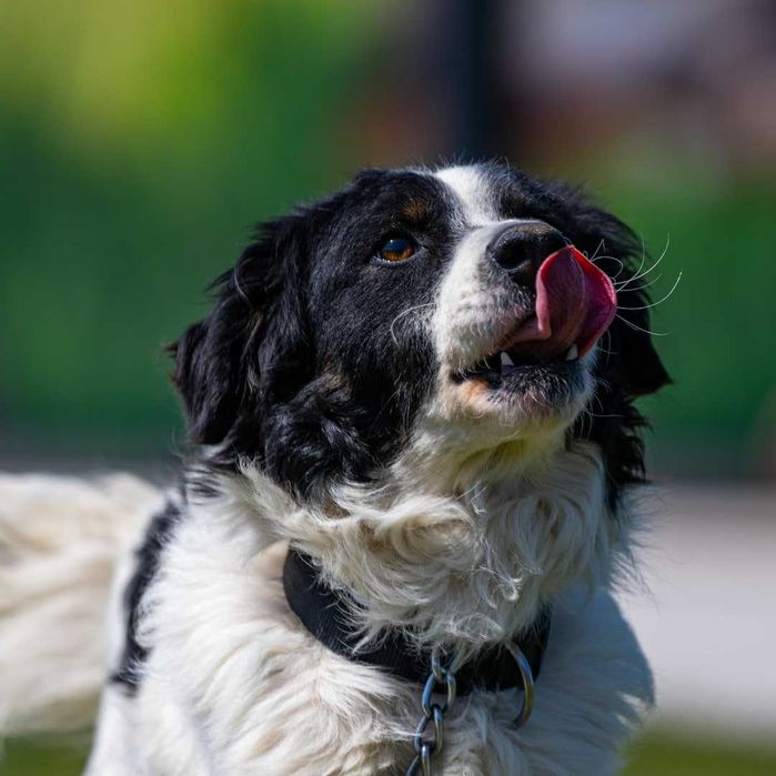 Собака (4 года) в добрые руки