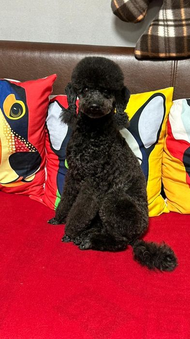 Пудель красавчик роки
