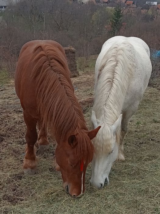 Vând sau schimb mânz și mânza