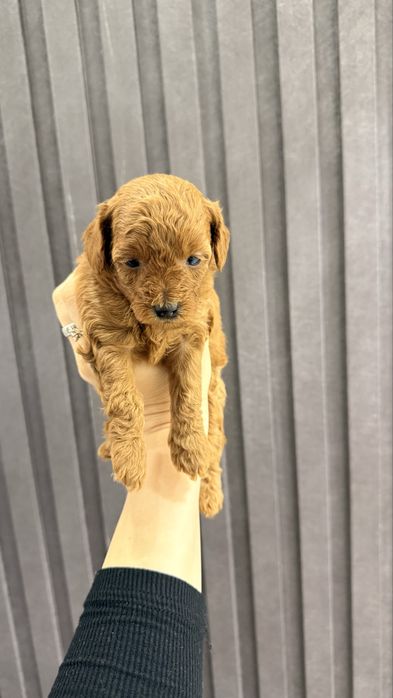 Продаю щенят пудель Той