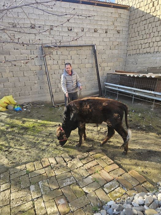 Novvos sotiladi toza