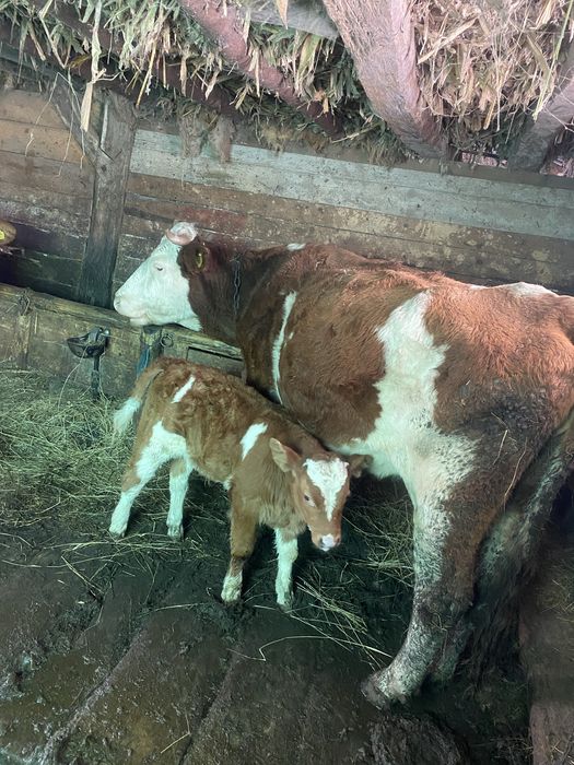 Vaci cu vitei baltate