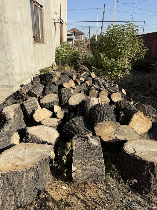 Караагач дерево