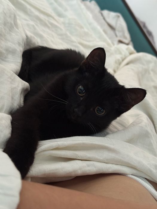 Котята девочка 4 месяца