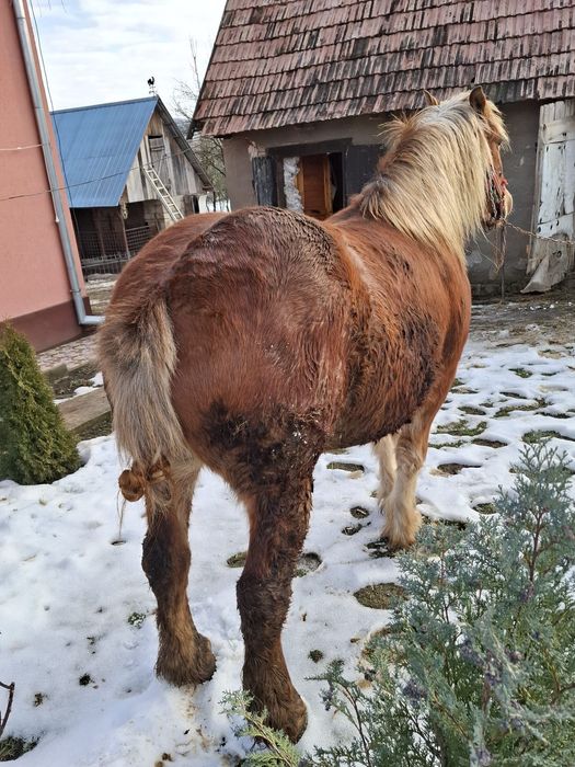 Vând cal! ………… !