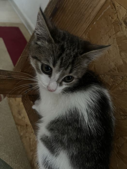 котёнок бесплатно