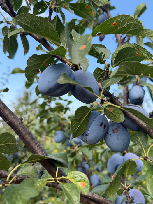 Vand prune recolta 2026