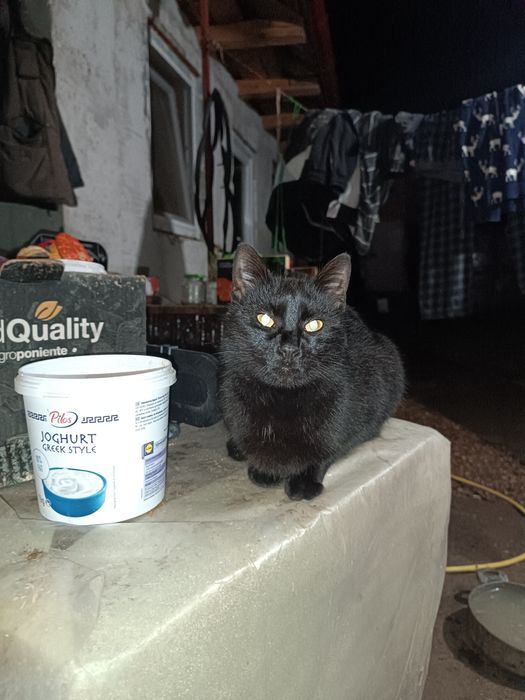 Se dau câini și pisici