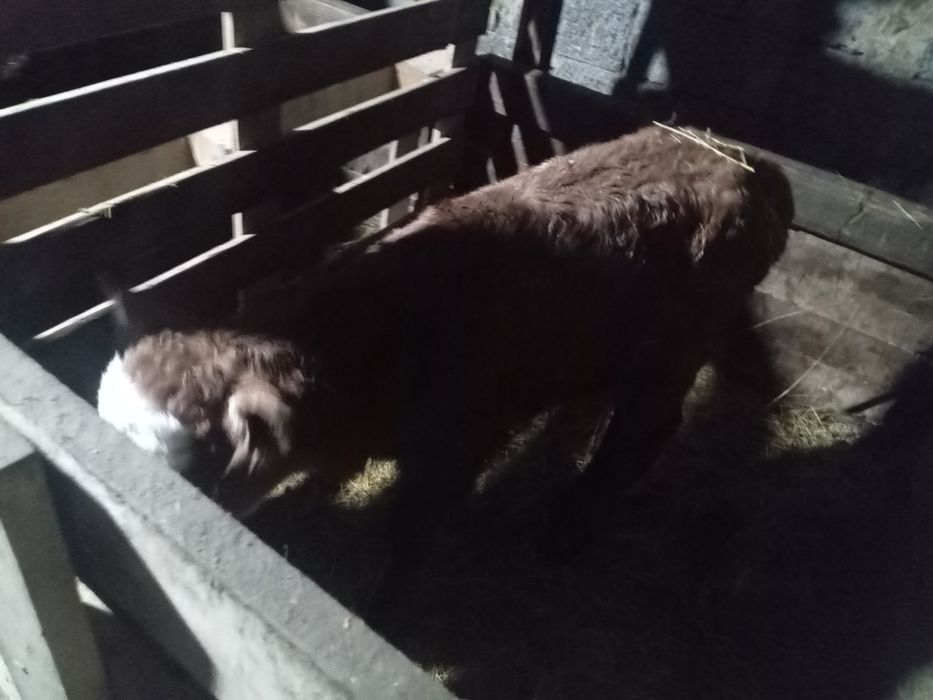 Продается телята