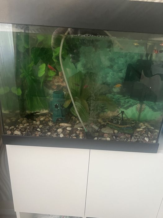 Животные продаюю