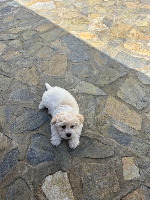 Bichon mini toy !