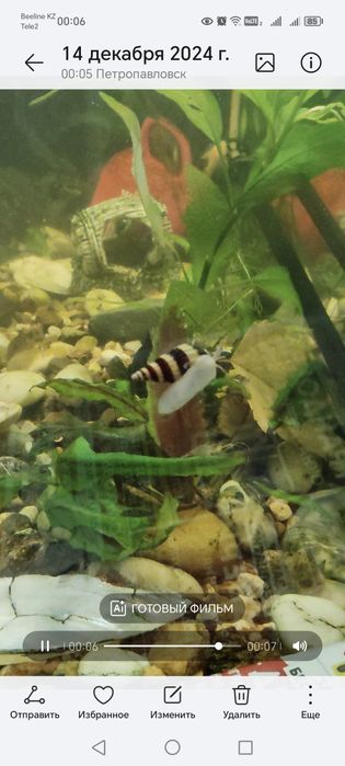 Продам Хелены улитки