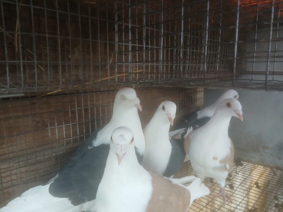 Vând porumbei……..