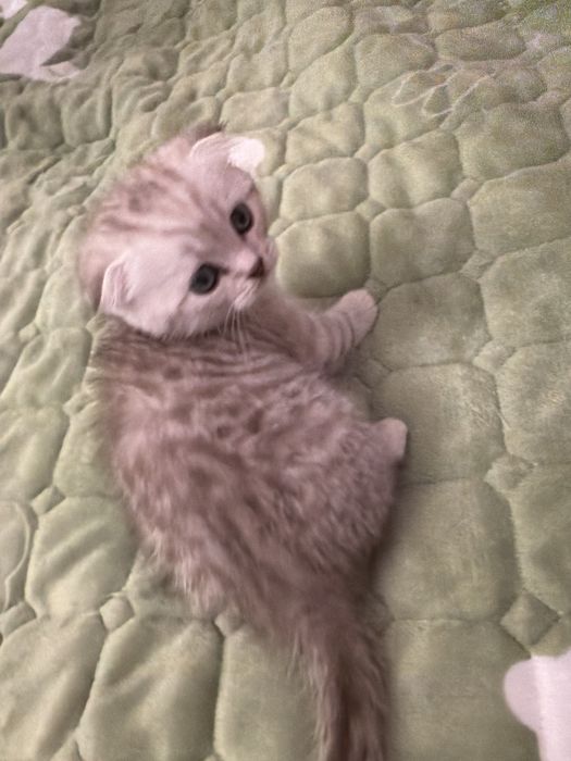 pisoiasi Scottish Fold si un Brittish long hair