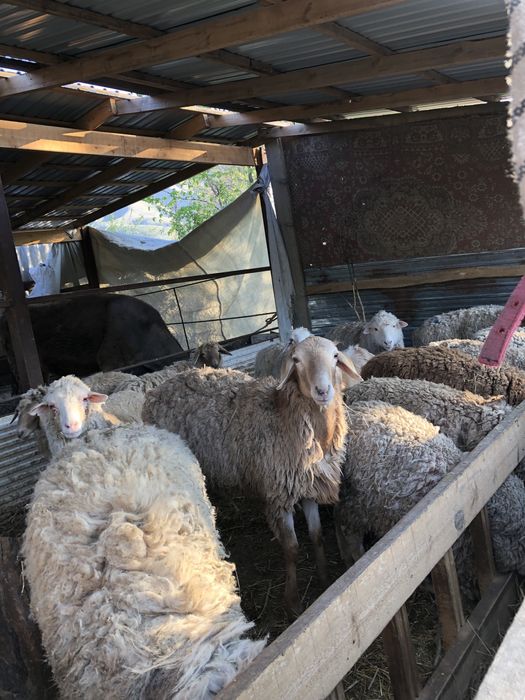 Койлар сатылады