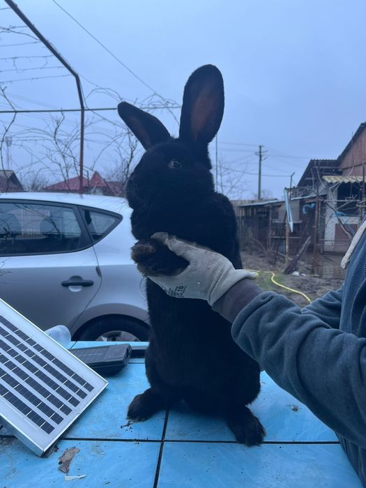 Mascul de reproductie rasa pura