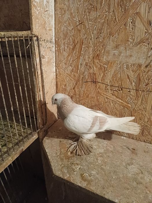 Голуби бакинские