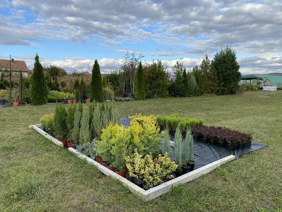 Laur Englezesc 50-70 cm Photina Red Robin / Leylandii / Gard viu