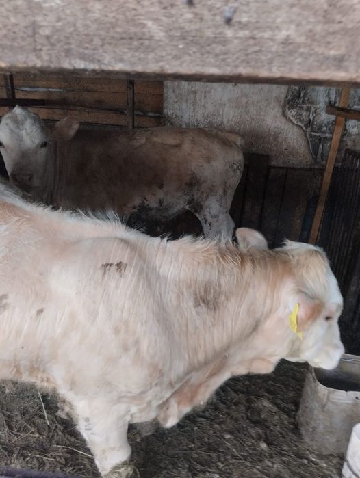 Продам бычков породистых