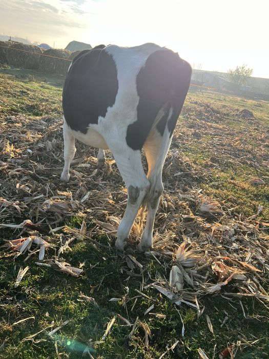 De vânzare juninca holstain gestantă