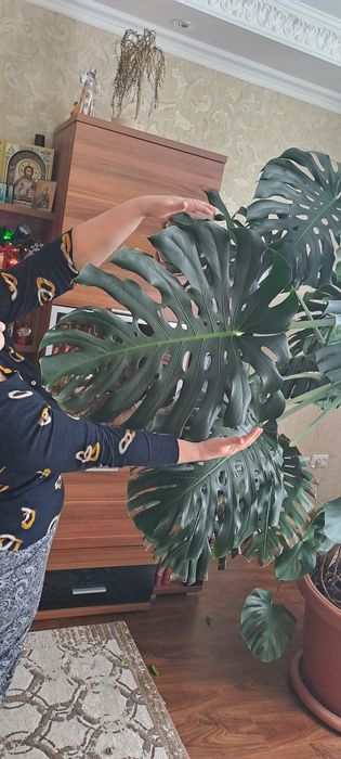 Цветок комнатный Монстера