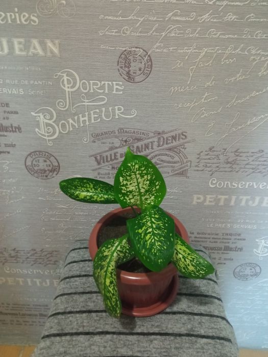 Дифинбахия  цветок