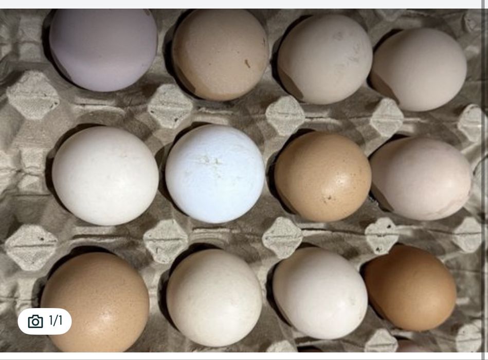 Яйца инкубационные длмашних кур