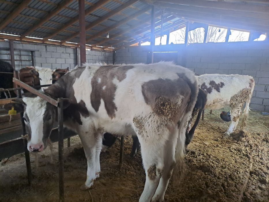 Продам скот, срочно