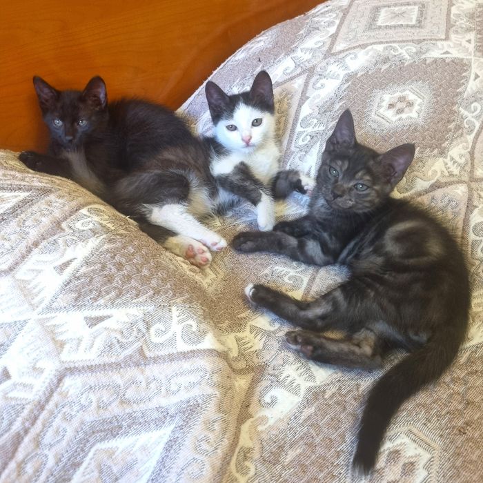 Котята Алматы. 3 сладких жёпы